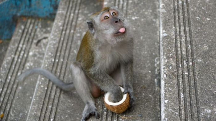 This playful monkey appears to be savoring its tasty drupe.