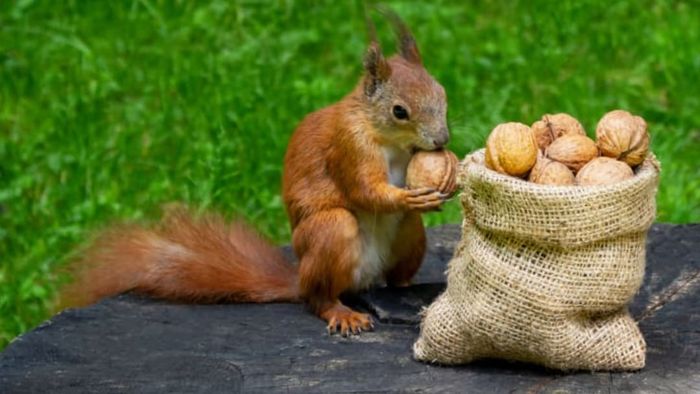The walnuts this squirrel is munching on are drupes, not true nuts.