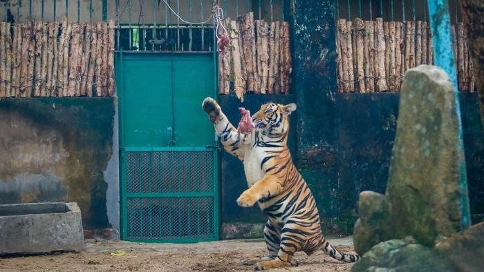 Giấc mơ nuôi hổ