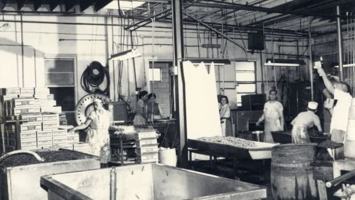 Italian peppers being delivered to the Uddo and Taormina factory in Vineland, New Jersey around 1940