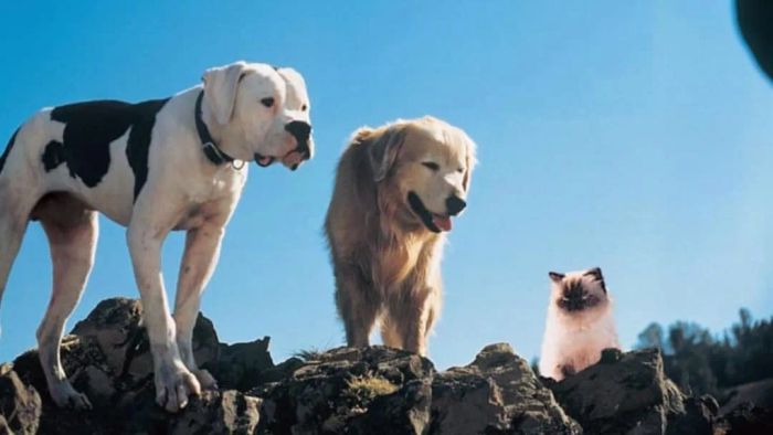 A still from Homeward Bound: The Incredible Journey (1993).