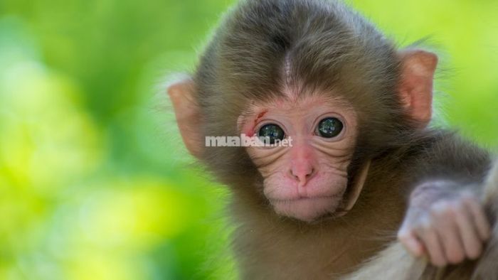 Giấc mơ thấy khỉ