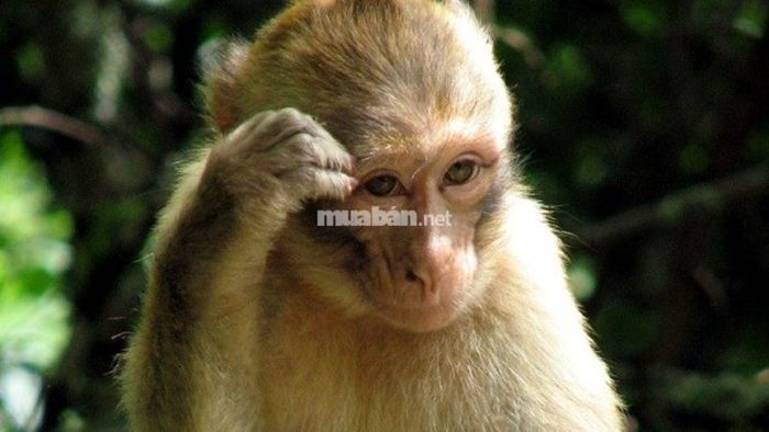 Giấc mơ thấy khỉ màu vàng