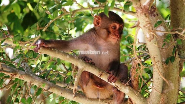 Giấc mơ thấy khỉ leo cây