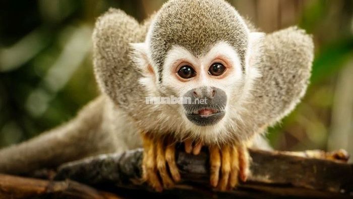 Giấc mơ thấy khỉ mang ý nghĩa gì?