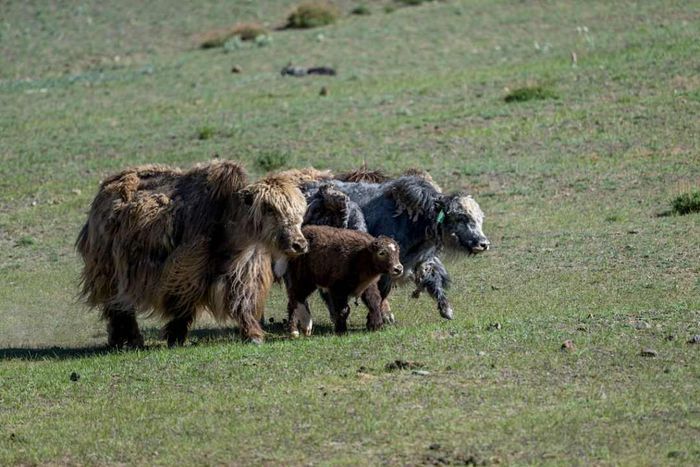 Yak mothers and their calves in Central Asia.