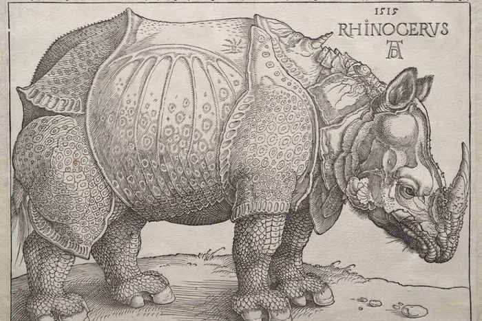 A 16th-century depiction of a rhinoceros.