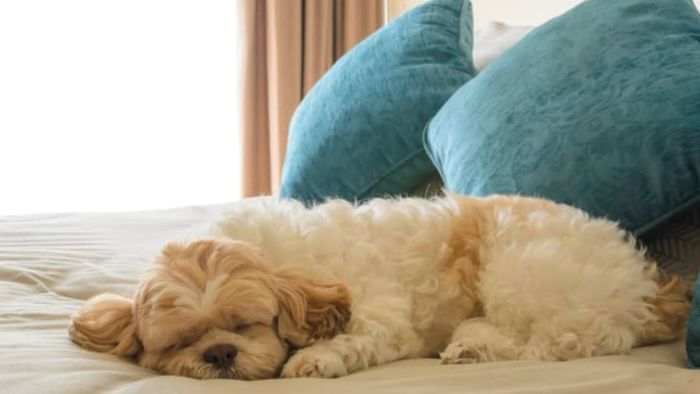 dog resting on a bed