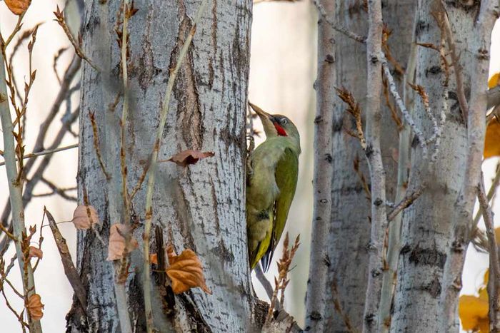 European green woodpecker (Picus viridis) is seen on a tree...