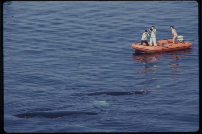 Tagging a whale.