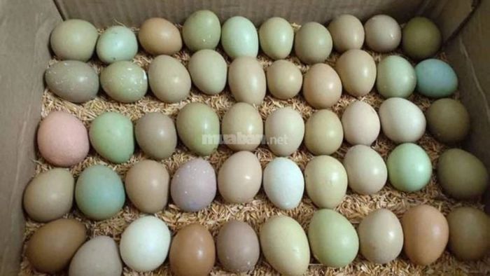 Giấc mơ thấy trứng gà nhiều màu sắc