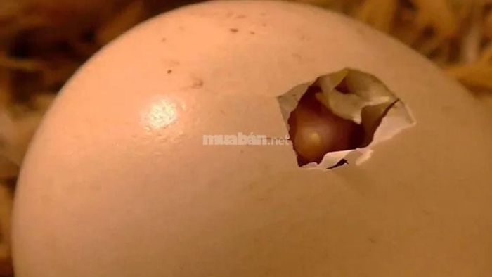 Giấc mơ thấy trứng gà sắp nở thành con