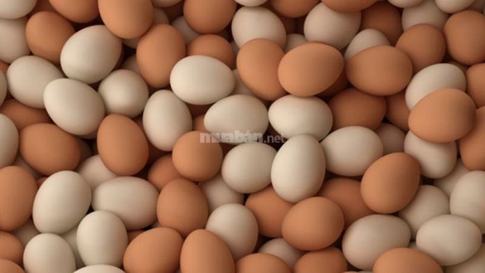Giấc mơ thấy nhiều trứng gà