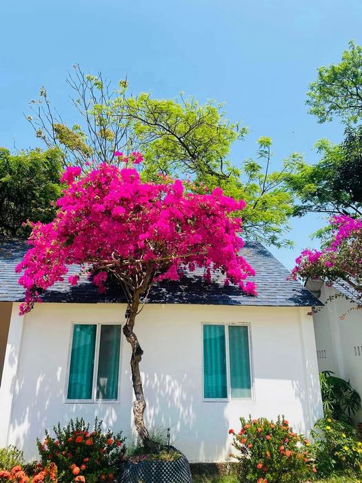 Bằng Lăng Glamping, điểm dã ngoại đầy phong cách bên hồ Dầu Tiếng