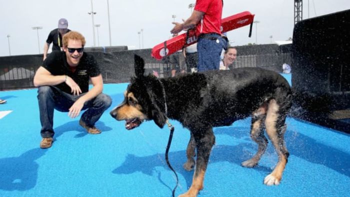 A service dog dries off after taking a swim at the Invictus Games