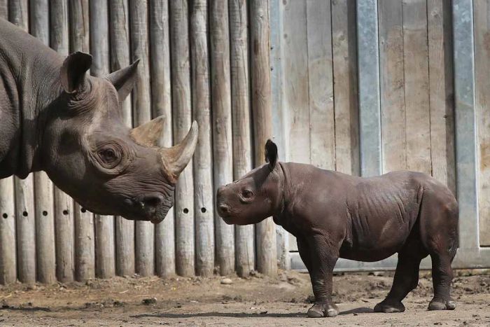 Chicago's Lincoln Park Zoo Offers Sneak Peek of Baby Rhinoceros