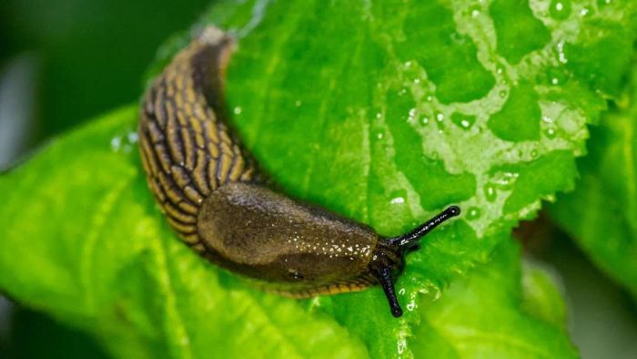 Slug on a leaf