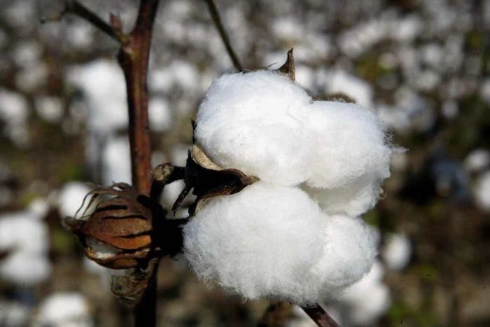 Cotton Harvest
