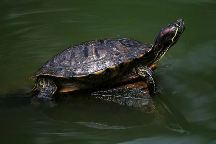 Bay Area Humane Society Leaders Warn Against Impulse Turtle Purchases Following Teenage Mutant Turtles Movie Popularity