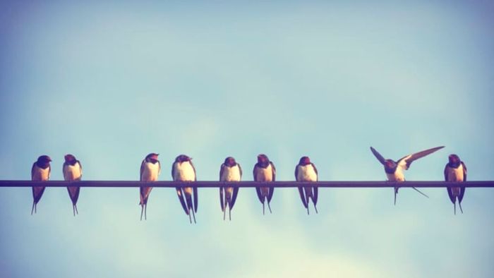 A flock of birds perched on a power line.