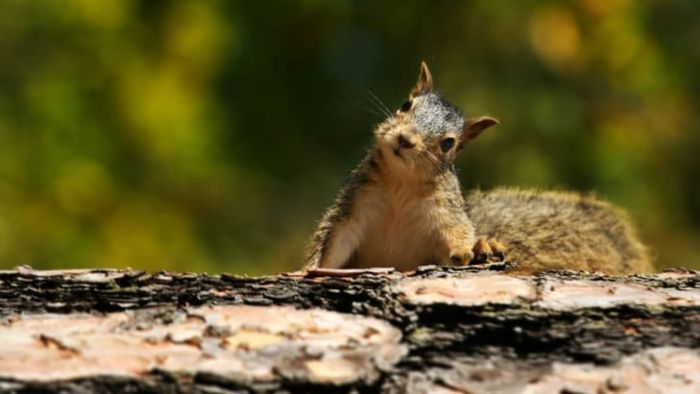 A squirrel perched on a log, tilting its head to one side as if puzzled.