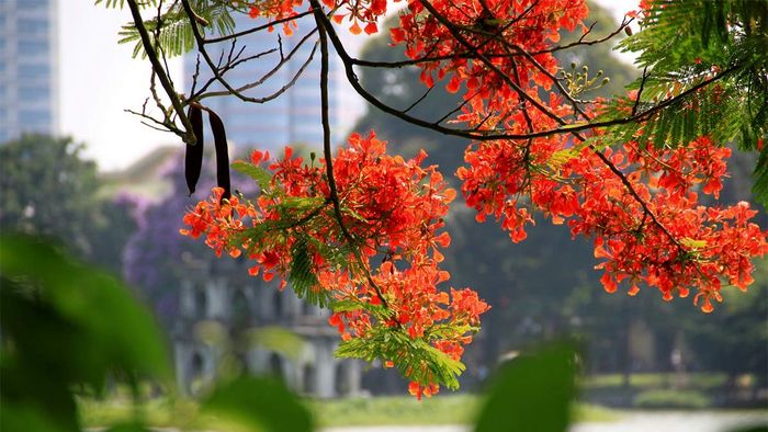 Tải ngay hình ảnh Hồ Hoàn Kiếm - Hồ Gươm