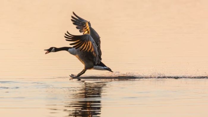 A Canadian Goose landing on water.