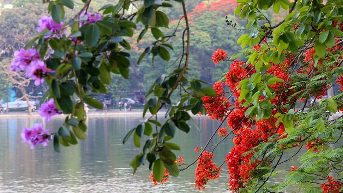 Những mẫu ảnh Hồ Hoàn Kiếm vào mùa hè đẹp mắt