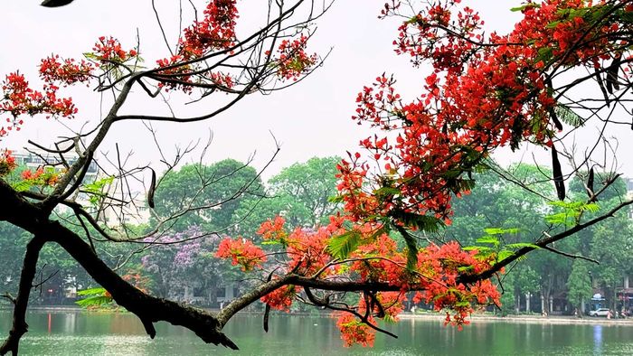 Hình ảnh Hồ Hoàn Kiếm vào mùa hè