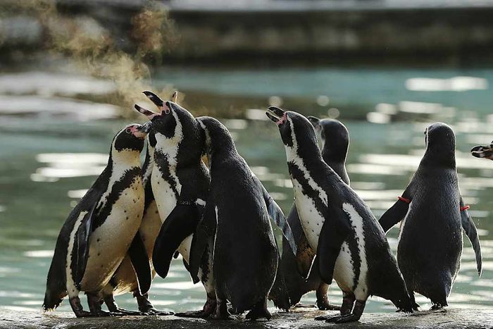 London Zoo Conducts Its Annual Animal Count
