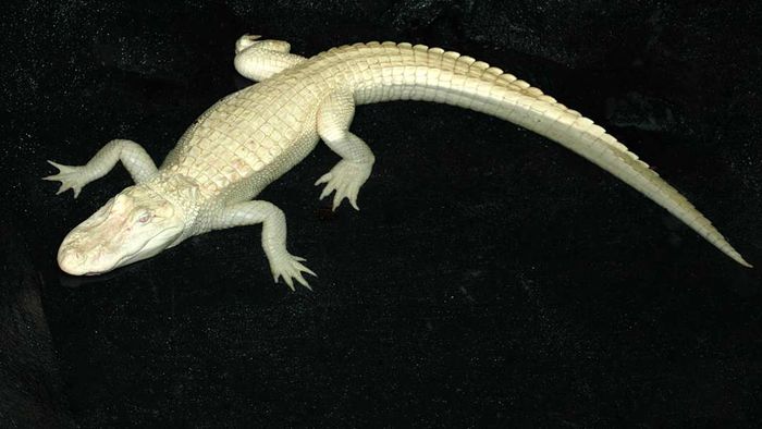 An albino alligator against a black background