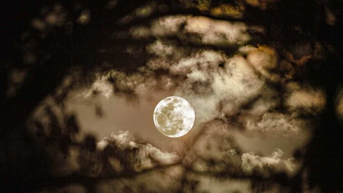 A full moon shining through a canopy of trees