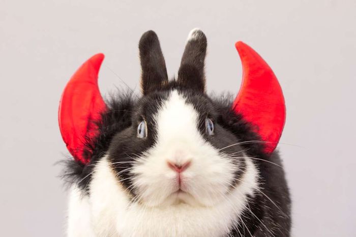 A rabbit with horns