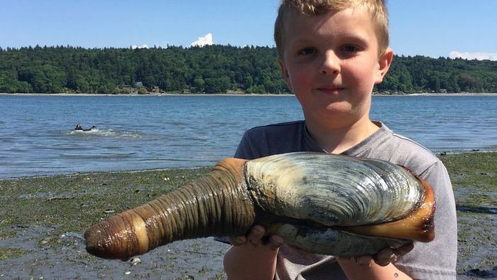 A young boy proudly displays freshly harvested geoduck on a beach