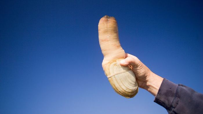 A person holding a geoduck aloft against the sky.