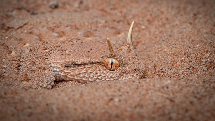 Arabian horned viper
