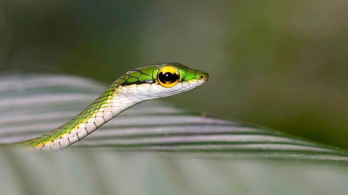 A slender green snake with bright yellow eyes and a white underbelly