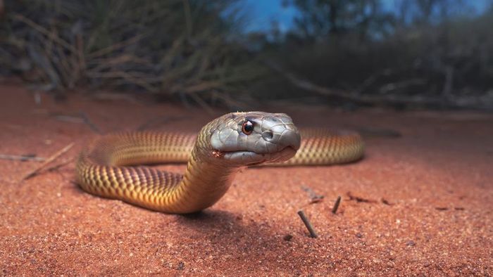 King Brown Snake