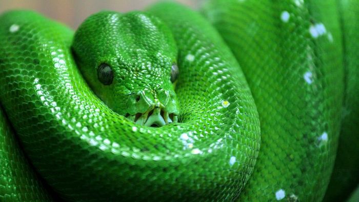 A green snake perched gracefully on a tree branch