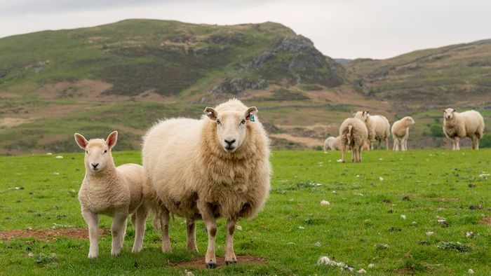 A young lamb and a mature sheep graze together in a lush green field, surrounded by other sheep in the distance.