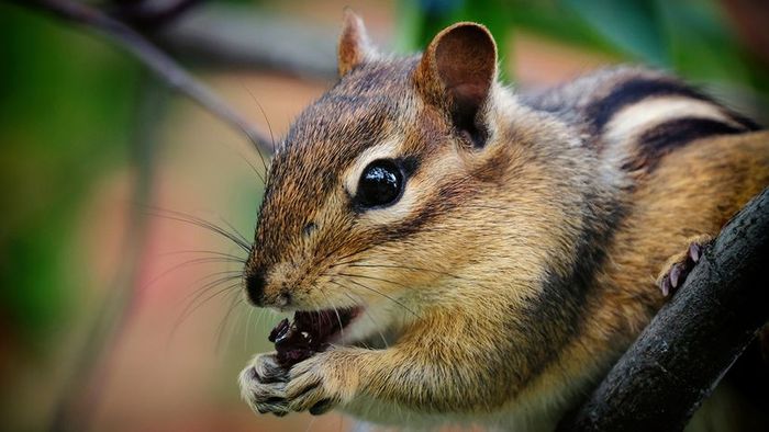A chipmunk, distinguished by the stripe running along its back, enjoys a snack of serviceberry.