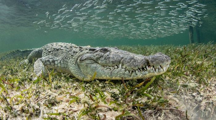 A crocodile rests beneath the water, surrounded by eel grass, with a school of fish swimming above.
