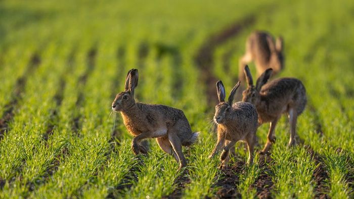 Four hares bounding through a field of short green grass