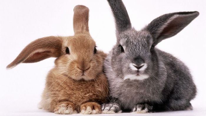 A brown rabbit and a grey rabbit, both featuring long, drooping ears