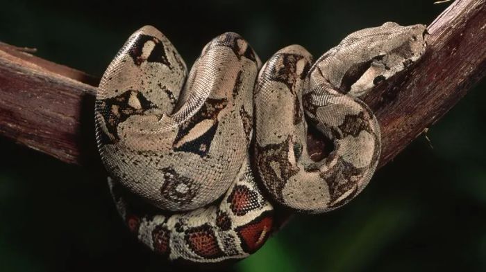 A boa constrictor wrapped around a tree limb