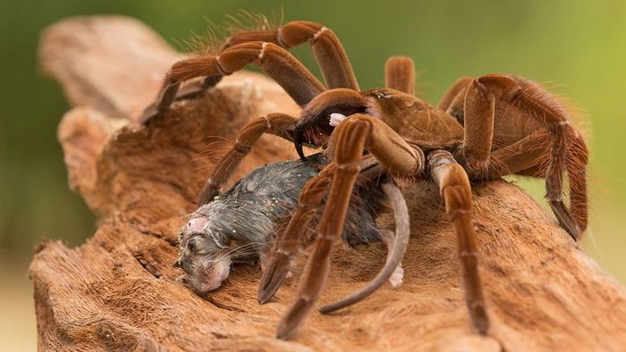 A massive spider consuming a small rodent