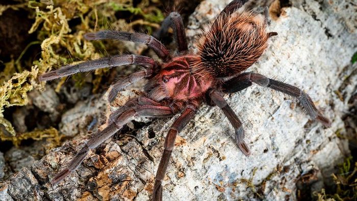 Colombian lesserblack tarantula