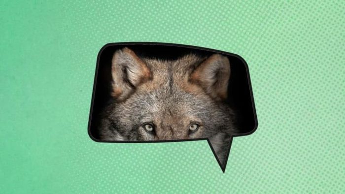 The phrase 'Auribus teneo lupum' translates to 'holding a wolf by the ears.'
