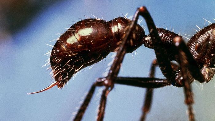 bullet ant