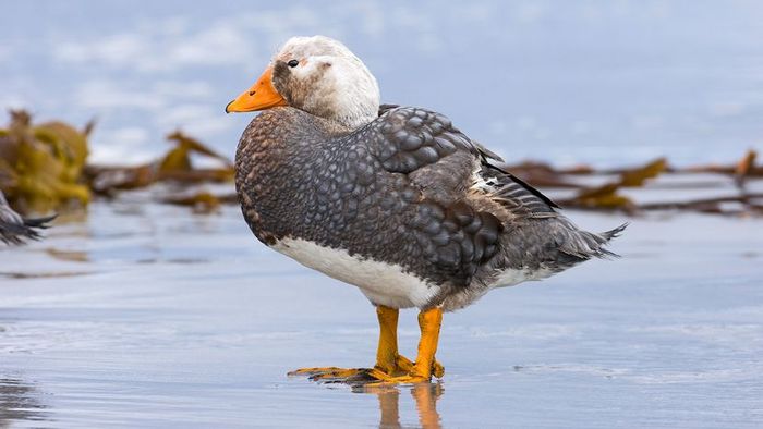 flightless birds